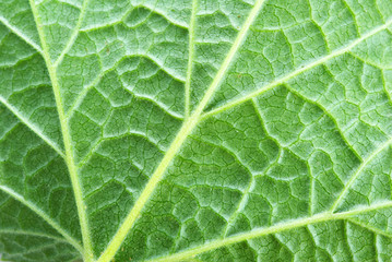 structure of leaf