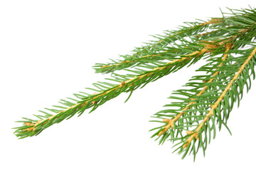 Spruce branch isolated on white background