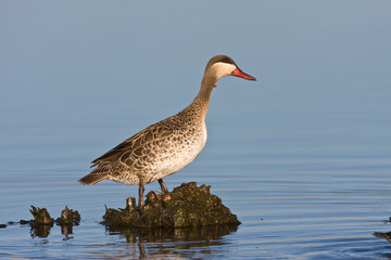 Red-billed Teal in shallow water