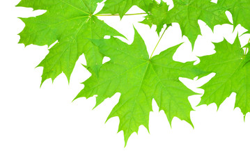 green leaves