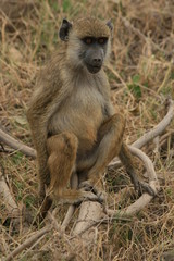 A Monkey sitting on a log in the grass