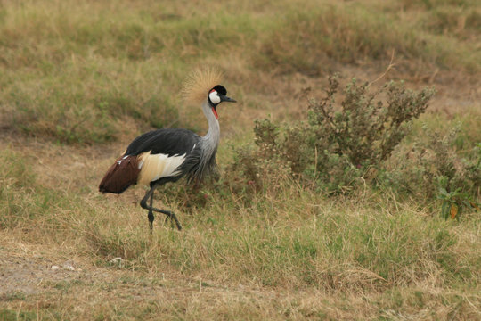 A photo of a colourful african bird standing in some grass
