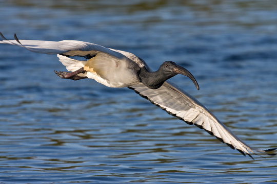 African Sacred Ibis in flight over water