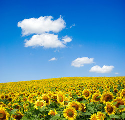 Naklejka premium sunflower field