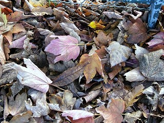 Feuilles mortes