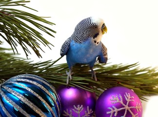 Blue parrot on fir tree, Christmas.