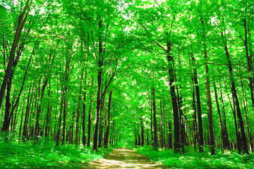 nature. green forest in summer