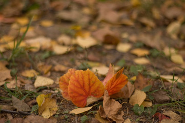 autumn leaves