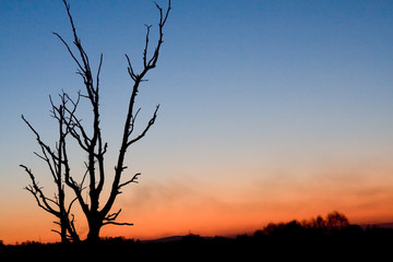 The old dried up tree on a background of a sunset