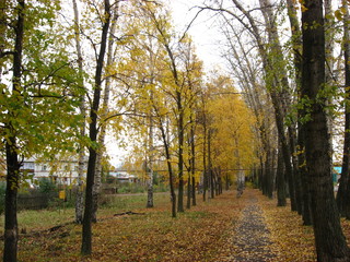 Naklejka premium autumn