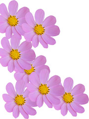 Flowers decorative on a white background