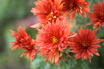 red chrysanthemum