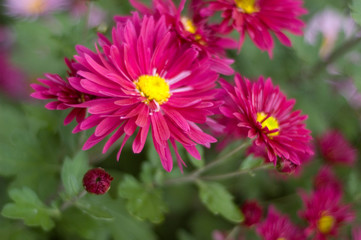 Obraz premium pink chrysanthemum