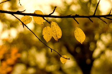 Cherry foliage