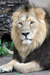 Obraz na płótnie Canvas Close up portrait of beautiful lion.
