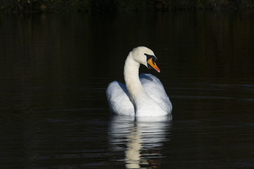 cygne dans la pénombre