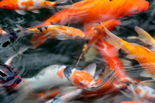 Koi im Teich