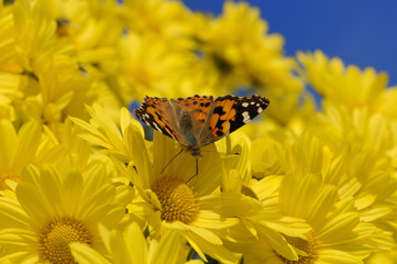 Female Monarch butterfly (Danaus plexippus) on yellow daisy.