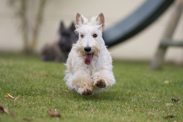 scottish terrier en course de face