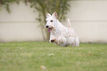 scottish terrier froment dans jardin