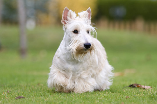 jeune femelle scottish terrier froment de face