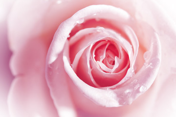 Fototapeta na wymiar Water drops on the pink rose. Close-up. Narrow depth of field.