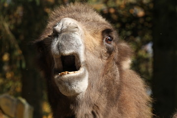 Obraz premium Trampeltier