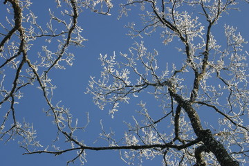 branches en neige