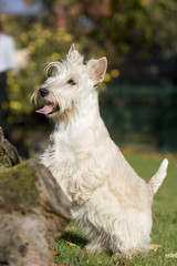scottish terrier les pattes pos&eacute;es sur un tronc d'arbre