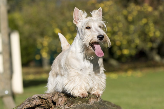 scottish terrier froment sur tronc d'arbre
