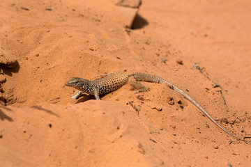 Lizard beim graben im Sand