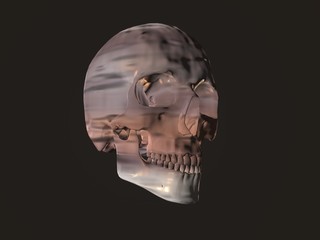 3D illustration of a human skull isolated