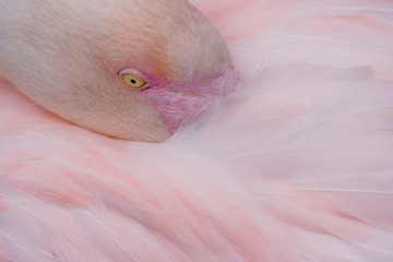 Pink flamingo resting with his head between his feathers