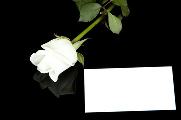 white rose and card on a black background