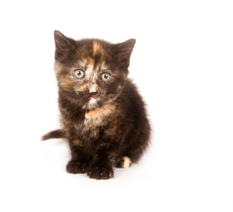 A pie colored kitten only a few weeks old stars at the camera