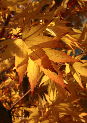 automne