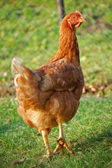 Hen on farm