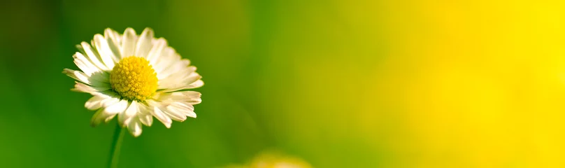 Photo sur Plexiglas Marguerites images de la nature - photo verte de fleur de marguerite avec espace de copie