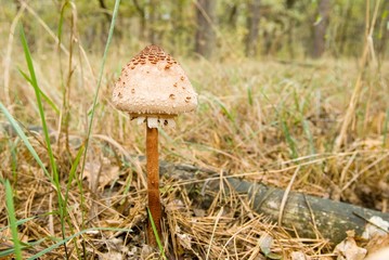 beautiful mushroom in the forest