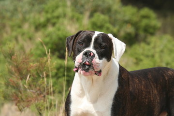 bulldog americain à la campagne