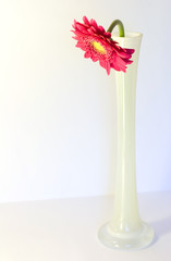 Pink daisy in the vase