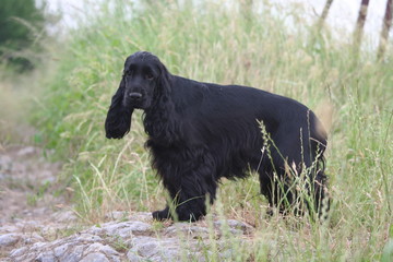 vieux cocker spaniel en campagne