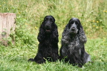 couple de cocker spaniel à la campagne