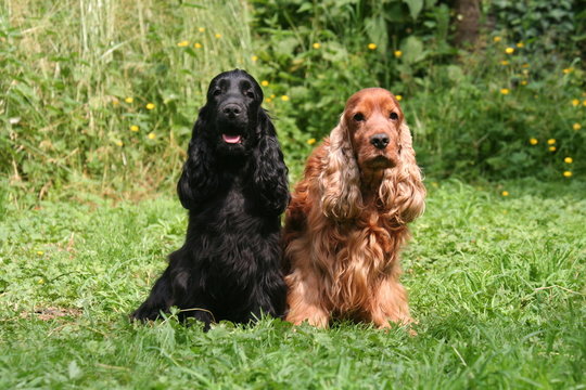 deux cockers spaniels dans le jardin