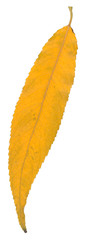 Isolated autumn leaf in detail