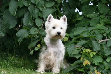 le westie qui joue à cache-cache
