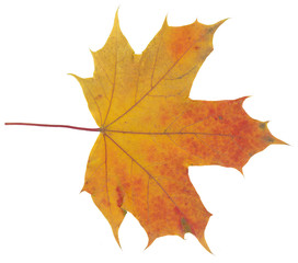 Isolated autumn leaf in detail