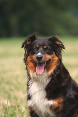 portrait du berger australien