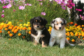 deux chiots devant un massif de fleurs
