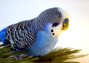 Blue parrot